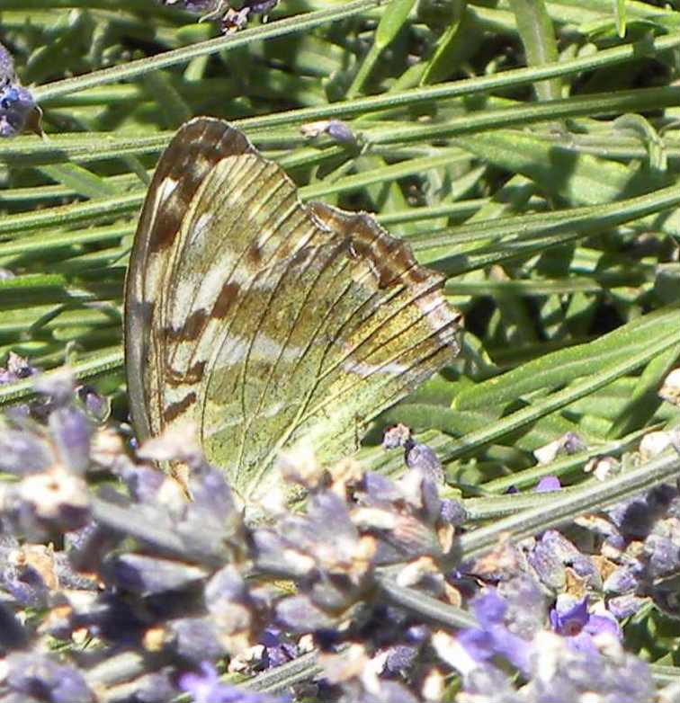 farfalla da identificare